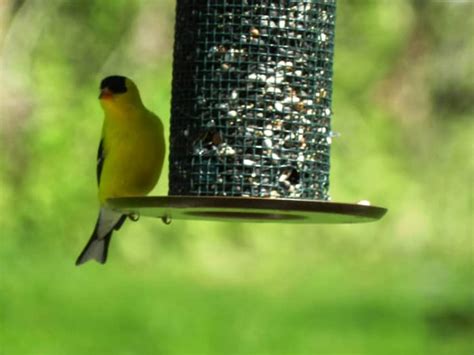 How To Attract Goldfinches To Your Backyard Feeder Dengarden