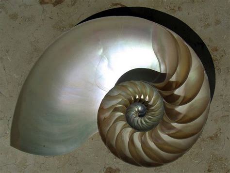 Whats Special About The Shape Of A Nautilus Shell Find Out Human