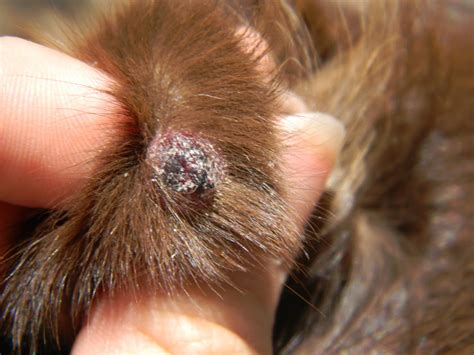 Browse Shih Tzu Skin Problems Bumps Scabs Itchy Skin