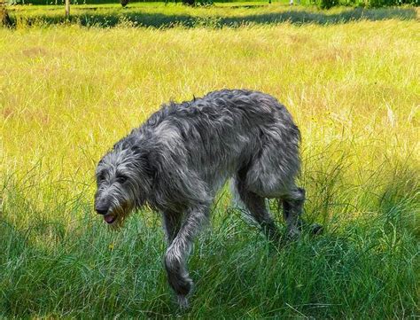Irish Wolf Hound Irish Wolfhound Wolfhound Irish Wolf