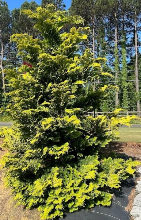 Golden Hinoki False Cypress Wading Manor Nursery