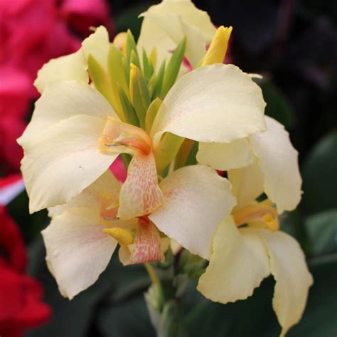 Some varieties of canna lily are edible. Canna Planting Choices | Growing Canna Lily | HGTV