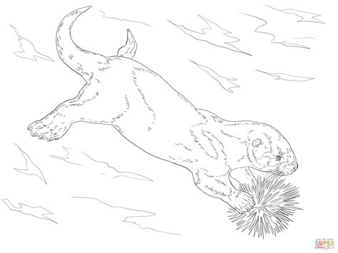 Sea Otter Eating Sea Urchin Coloring Page From Otters Category Select