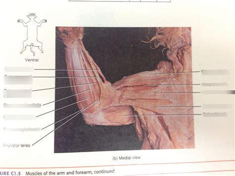 Forelimb Muscles Cat Diagram Quizlet