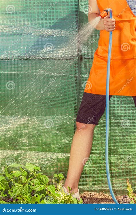 Woman Watering The Garden With Hose Stock Image Image Of Gardener