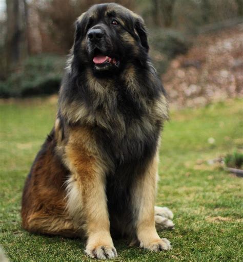 14 Facts You Probably Didnt Know About Leonbergers The Paws