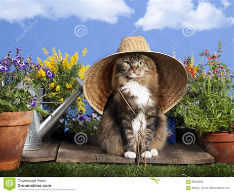 Cat Wearing Gardening Hat Stock Photo Image Of Feline