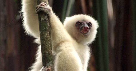 Endangered Strangers The Silky Sifaka Lemur