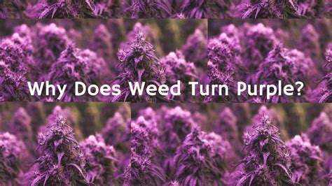 Why Does Weed Turn Purple And Will Purple Cannabis Put Me To Sleep