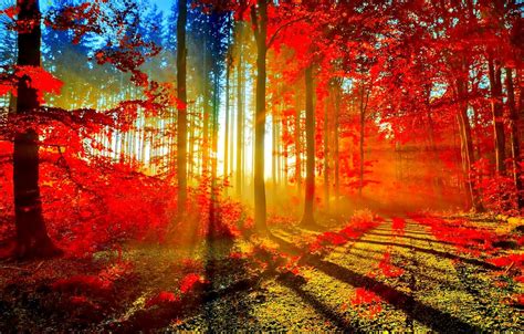 Wallpaper Road Autumn Forest Sun Rays Images For Desktop Section