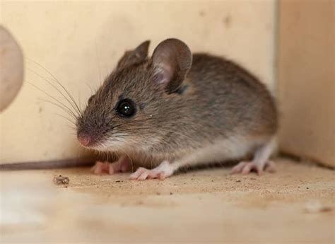 A Complete Guide To Identifying And Controlling Mice In Maine