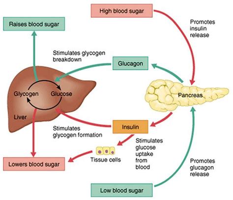 Glucose Metabolism Diagram Insulin And How The Body Controls Storage And Burning Of