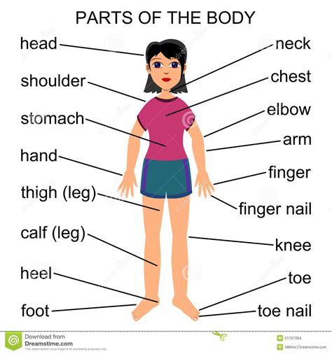 Exercises to practice/reinforce the use of the verb to have in the affirmative, negative and interrogative with the parts of the body and. Parts Of The Body Stock Images - Image: 21767394