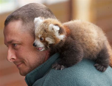 I Love Red Pandas I Want One Soooo Badly They Are Like A Mix Of A