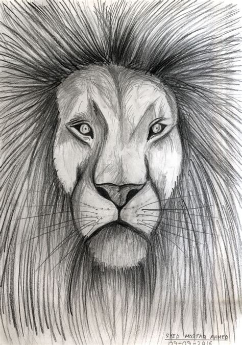 Lion Face Pencil Drawing At Explore Collection Of