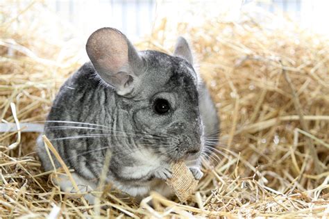 How To Take Care Of A Pregnant Chinchilla Sweepings Webzine Photogallery