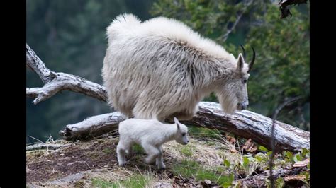 Day Old Baby Mountain Goat Mt Baker National Forest 6