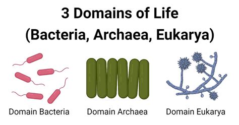 3 Domains Of Life Bacteria Archaea Eukarya