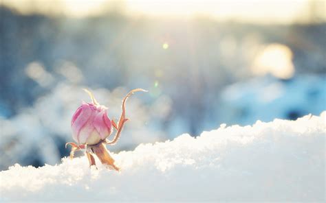 Flower Rose Bud Snow Sunny Pink Bokeh Winter Wallpapers Hd