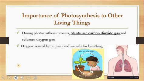 Year 4 Science The Importance Of Photosynthesis To Other Living Things Youtube