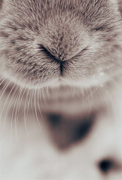 A World Of Bunnies Animal Noses Cute Bunny Rabbit Nose
