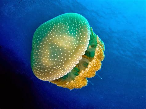 Sea Wasp Jellyfish Hd Wallpapers Top Hd Wallpapers