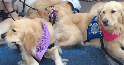 They hike with us, play with us, and yes, oftentimes even sleep on our beds. These Golden Retriever Comfort Dogs Were Sent to Las Vegas to Spend Time with Shooting Victims ...