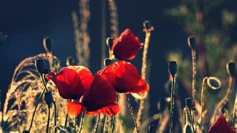 Wallpaper Red Poppies Flowers Summer 2560x1600 Hd Picture Image