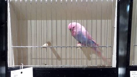Pink Budgie At A Bird Show Youtube