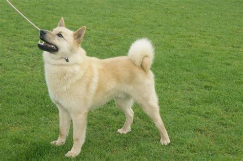 Train Like A Viking Norwegian Buhund Training Techniques For A Strong