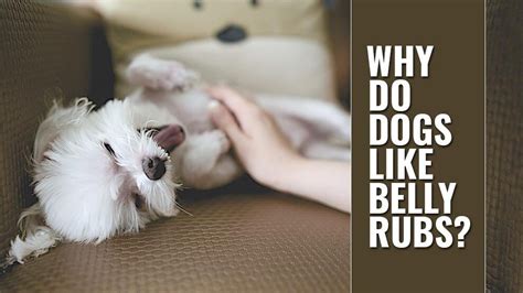 Why Do Dogs Like Belly Rubs Science Reveals The Truth Petmoo
