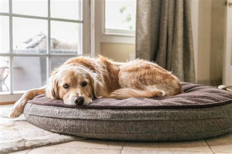 Golden Retriever Laying In A Dog Bed 1224039 Stock Photo At Vecteezy