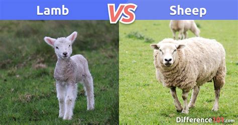 Lamb Vs Sheep What Is The Difference Between Lamb And Sheep Lamb