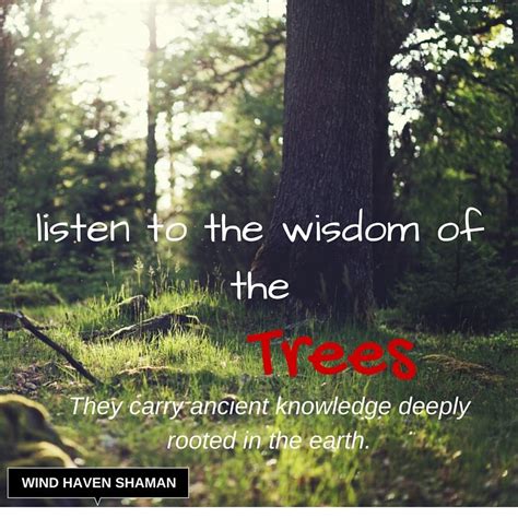 Listen To The Wisdom Of The Trees They Carry Ancient Knowledge Deeply