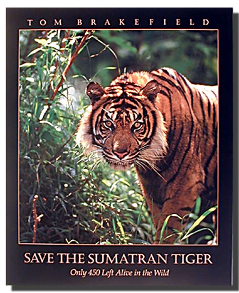Sumatran Tiger Poster I Animal Posters Tiger Posters