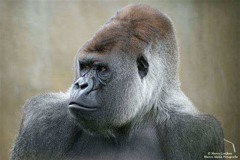 Bokito (nl) western gorilla in the rotterdam zoo (en); Marco Alpha Fotografie: Gorilla "Bokito"