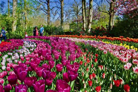 Keukenhof Flower Park In Netherlands Anadolu Ajansı