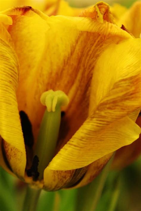 A Look Inside Of A Tulip Photograph By Bruce Bley Pixels