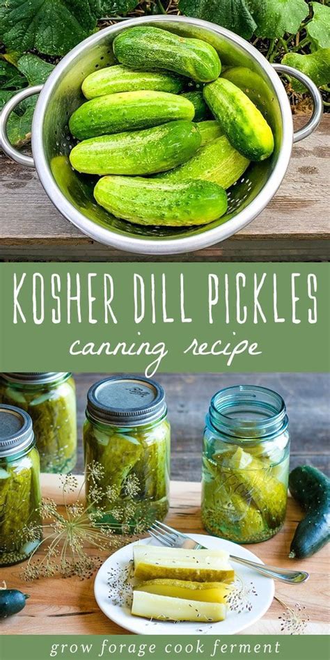 Kosher Dill Pickles Canning Recipe Recipe Canning Recipes Kosher