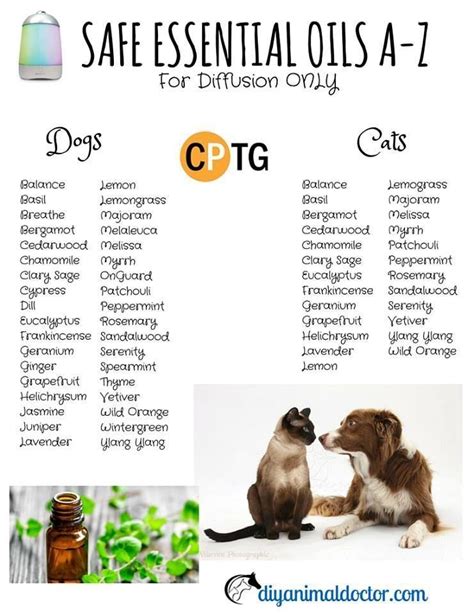 To be extra safe, we recommend consulting your veterinarian before using a new essential oil around your cat. Pin by Tracy Womack on dogs | Essential oils dogs, Oil ...