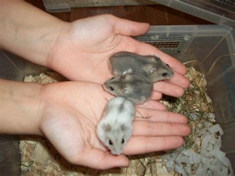 Baby Russian Dwarf Hamsters Aldershot Hampshire Pets4homes