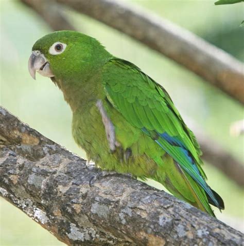 8 Top Large Parrots To Keep As Pets Parrot Parakeet Pets