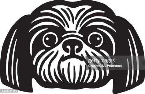 Shih Tzu Vector Photos And Premium High Res Pictures Getty Images