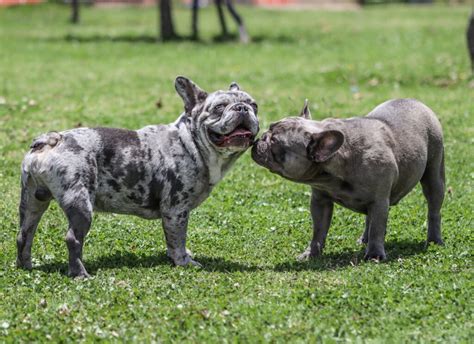 Bulldog Price In India And Breed Information Boggos