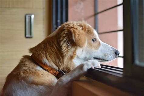 Is Your Dog Depressed Tips For Every Dog Guardian Peta
