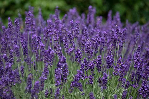 11 Of The Best Cold Hardy Lavender Varieties For Cooler Climates