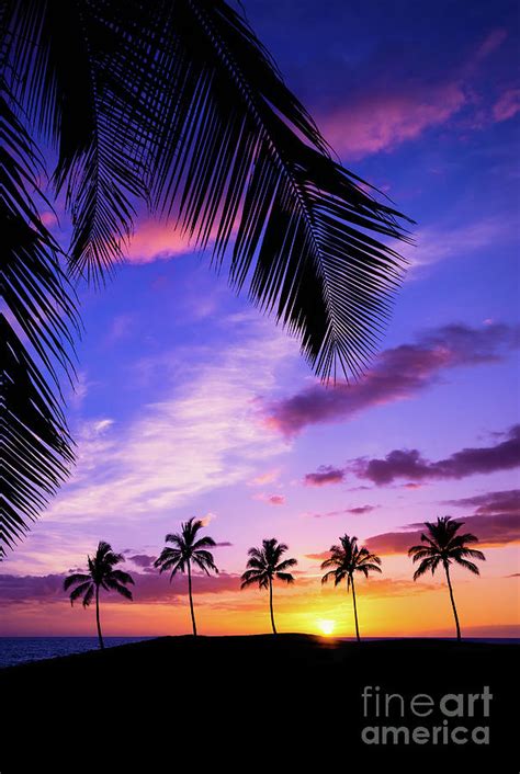 Hawaiian Palm Tree Sunset Photograph By Leena Robinson Pixels