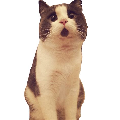 Banye Surprised Cat Looking Up Transparent Png Stickpng