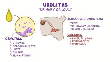 Urinary Stones In Dogs Osmosis Video Library