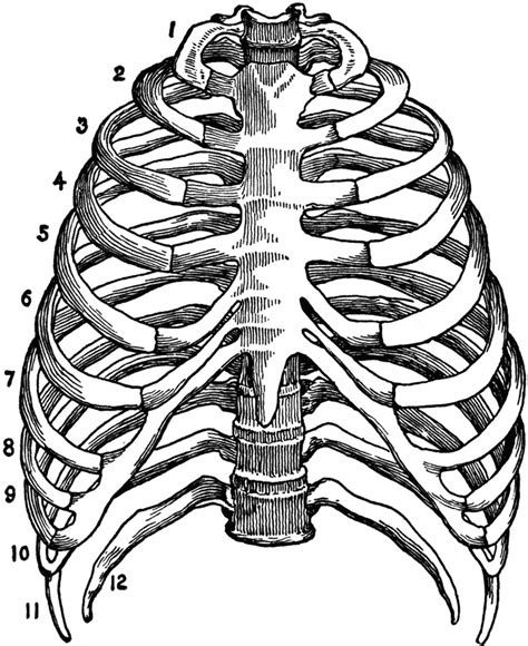 Skeleton Of The Thorax Clipart Etc Anatomy Art Human Anatomy Art
